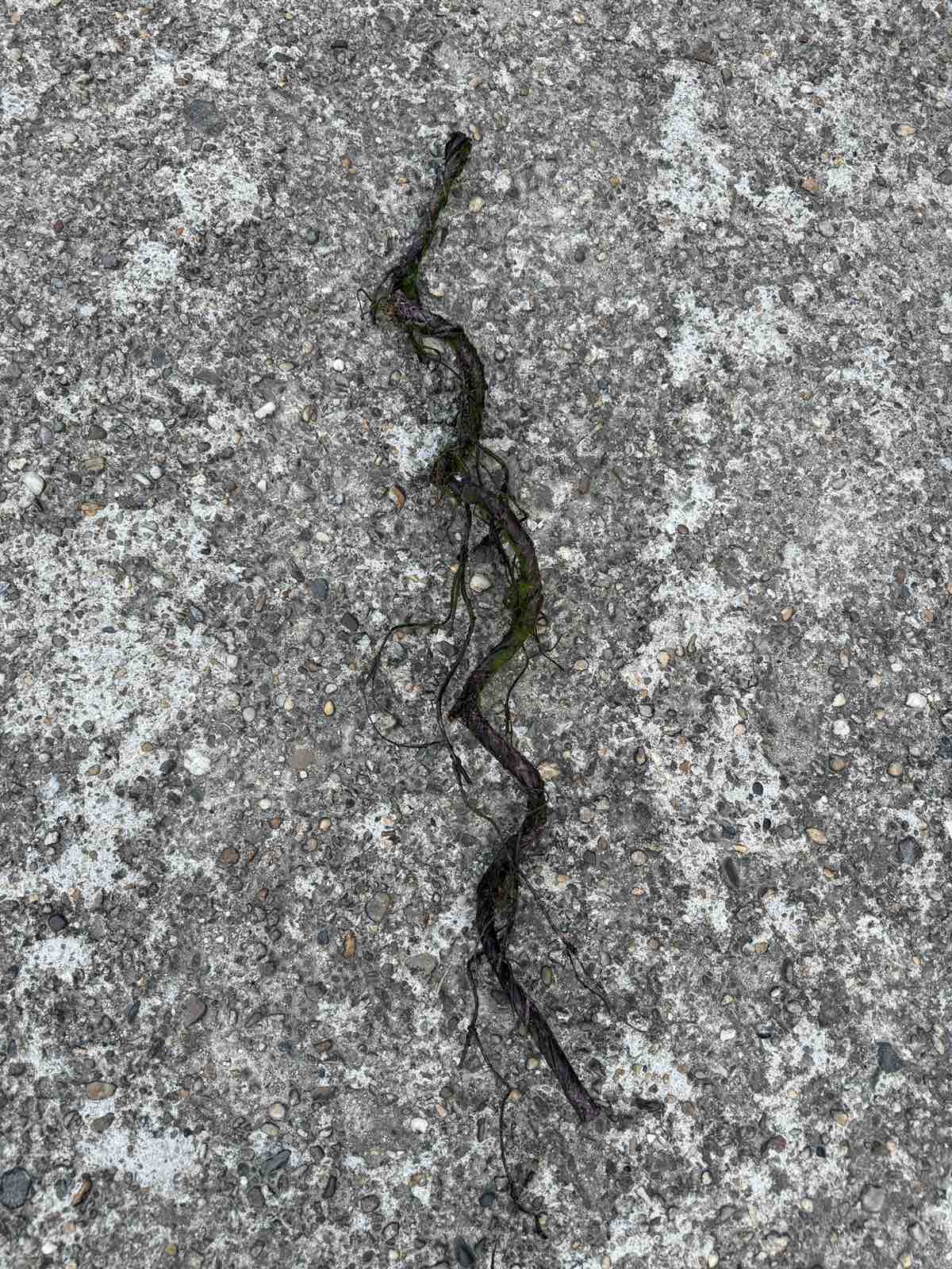 Клон спирала с мъх