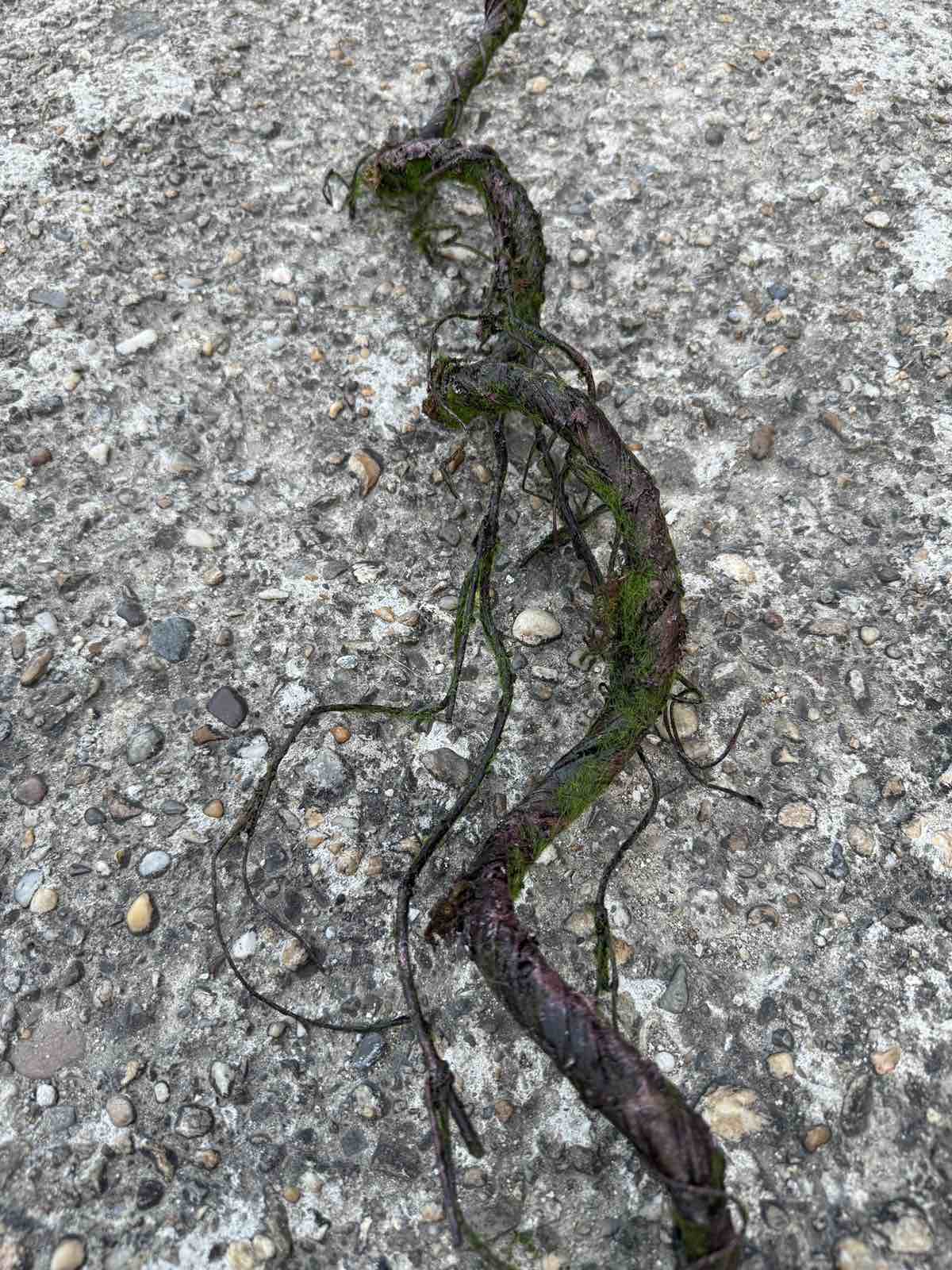 Клон спирала с мъх