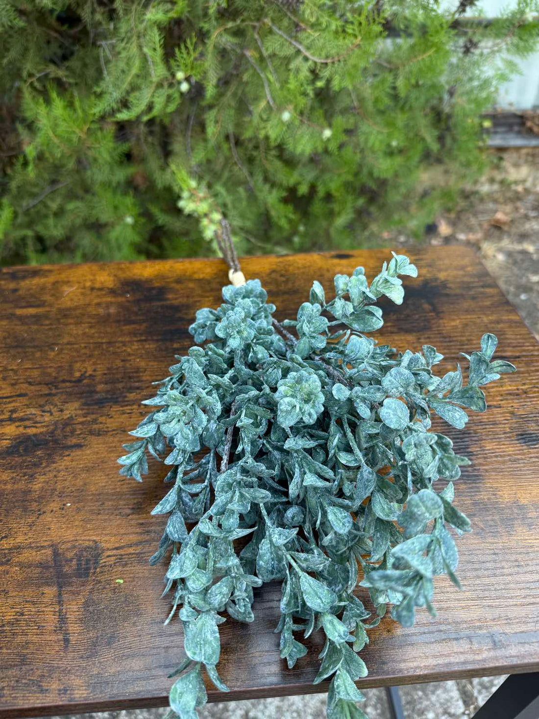 Евкалипт сребърен долар