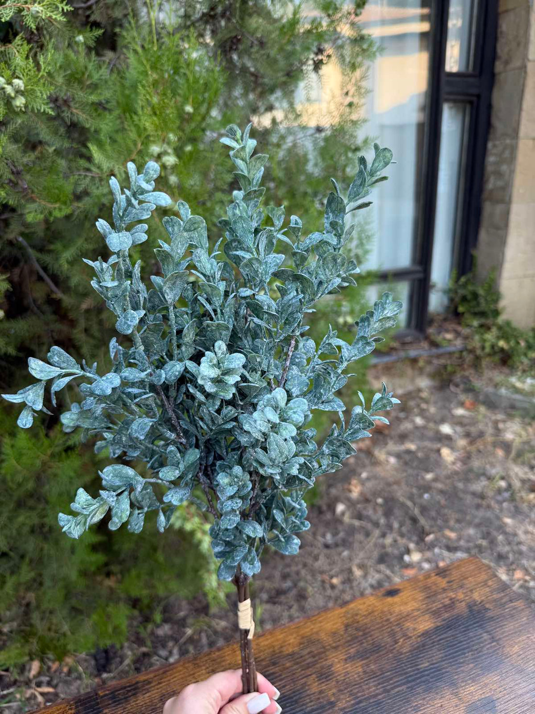 Евкалипт сребърен долар