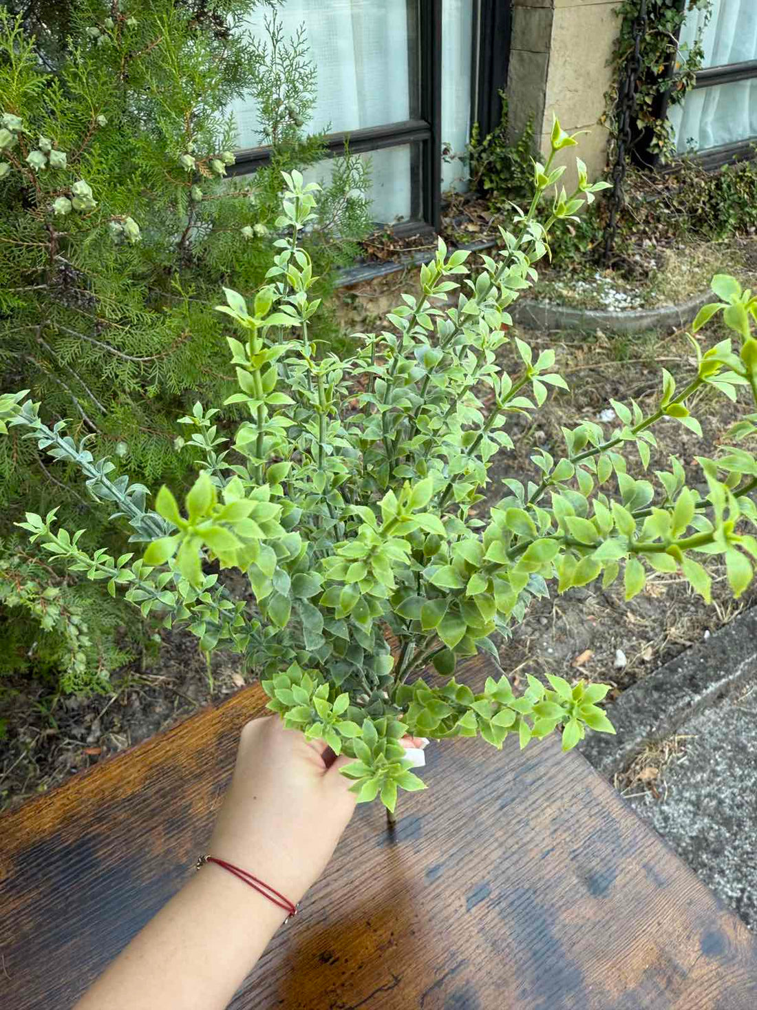 Зеленина воден кресон