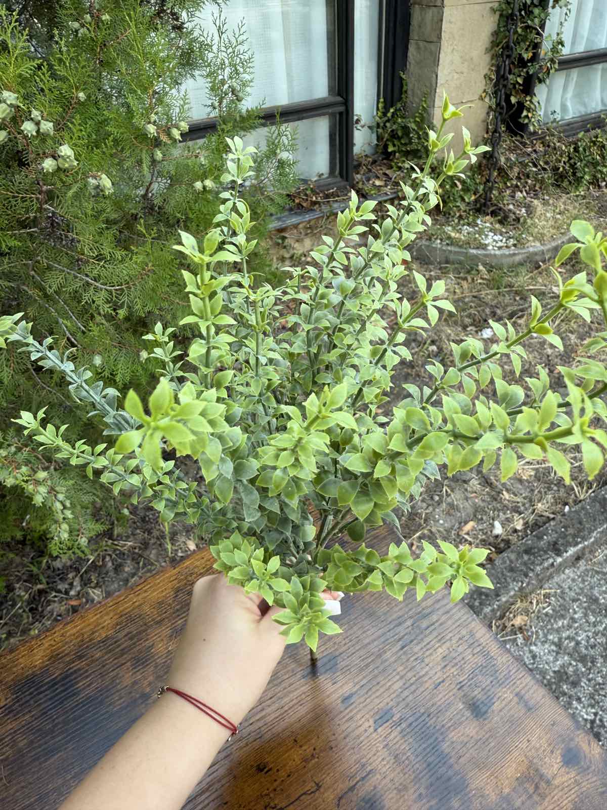 Зеленина воден кресон