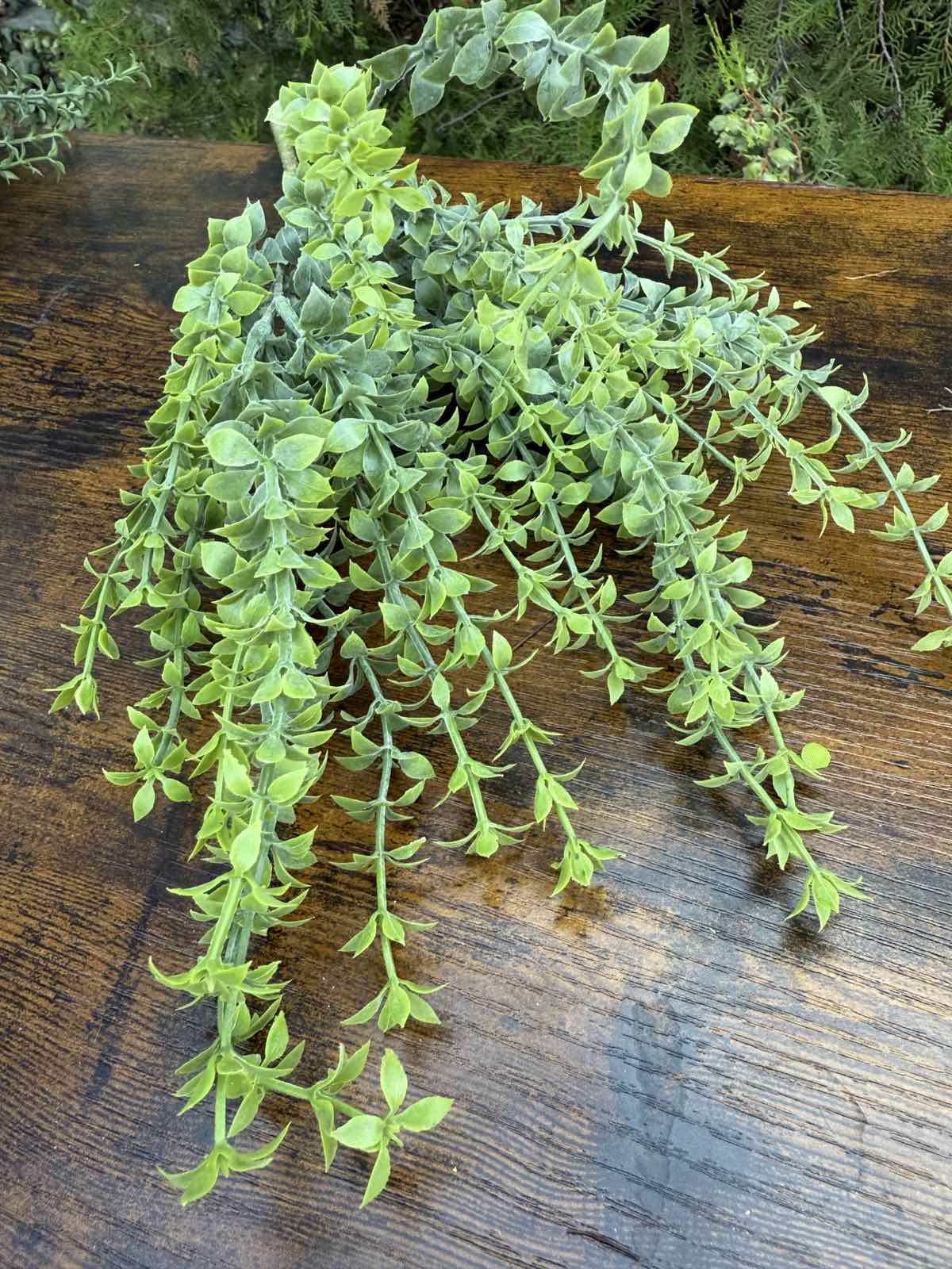 Зеленина воден кресон