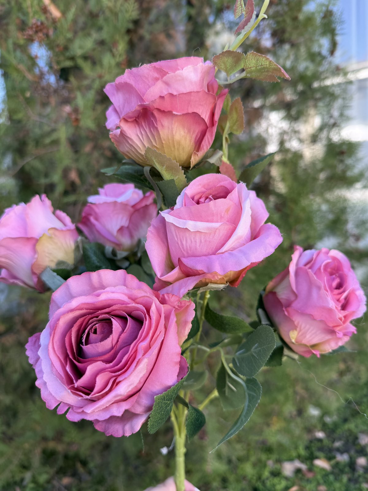 Затворена роза