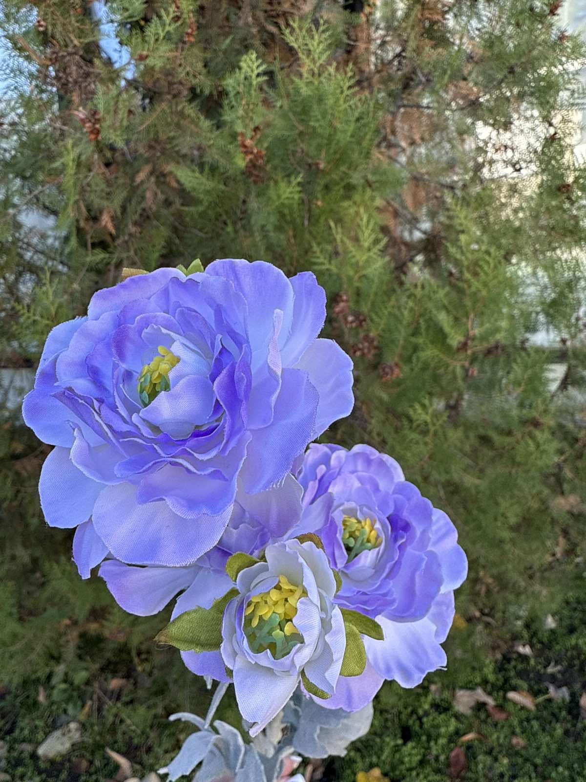 Полски цветя