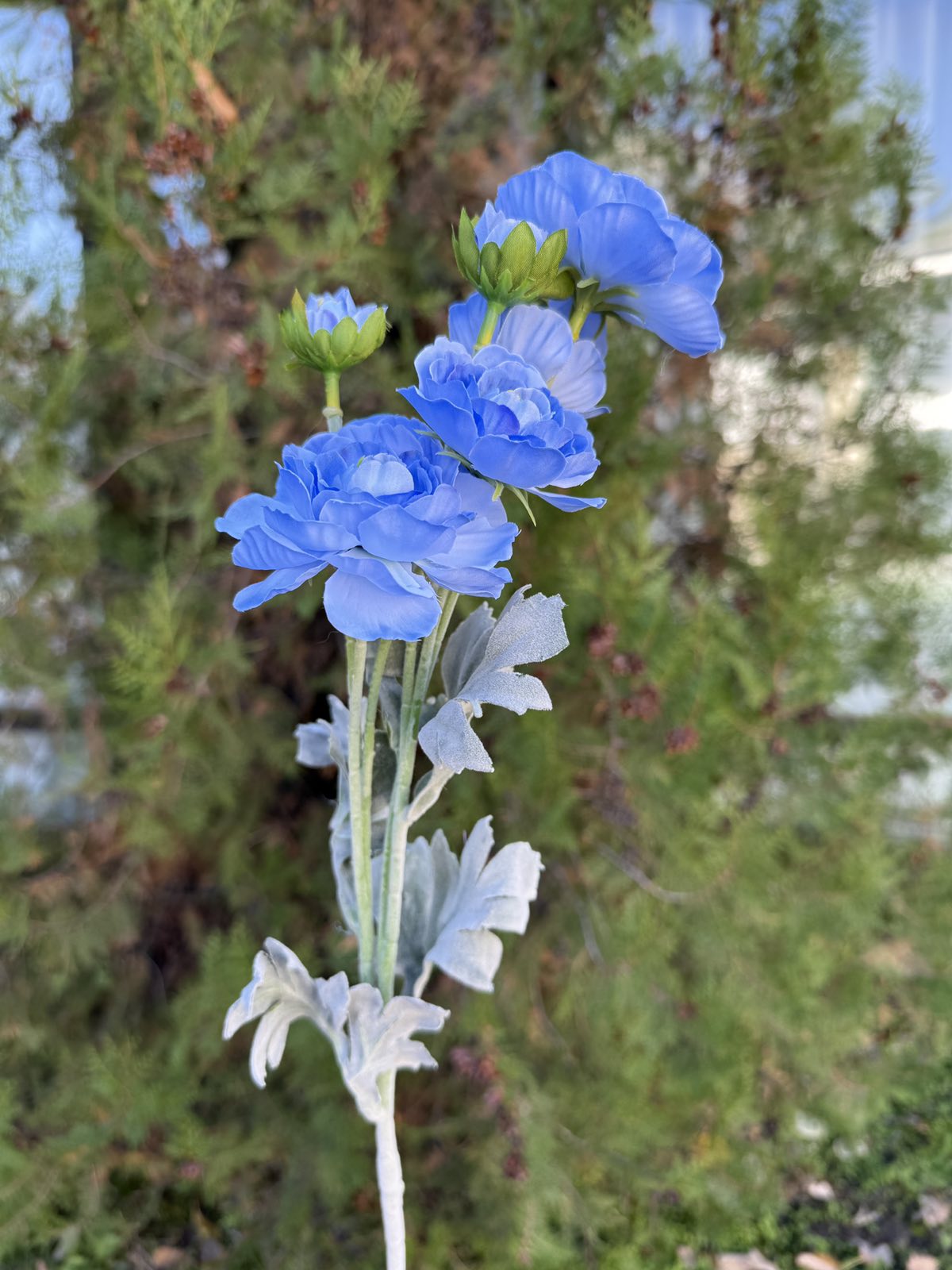 Полски цветя