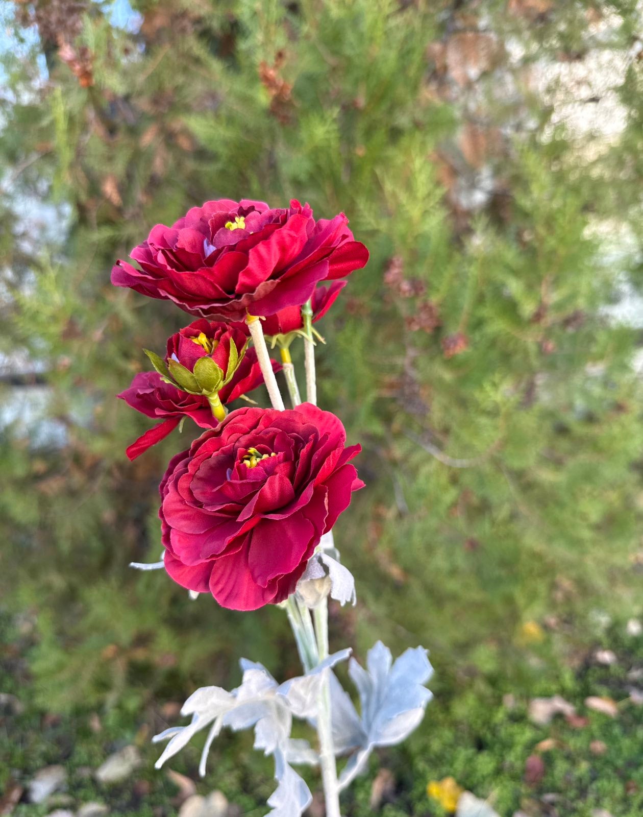 Полски цветя