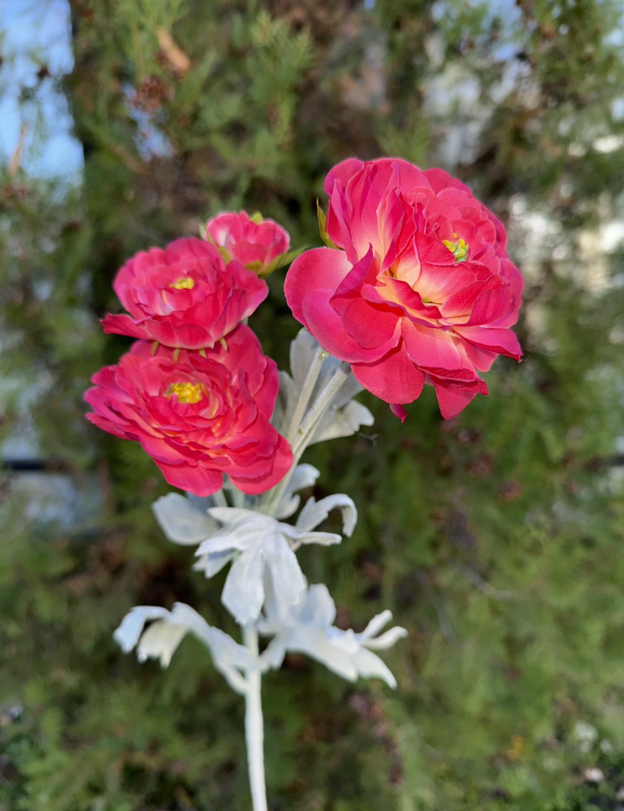 Полски цветя