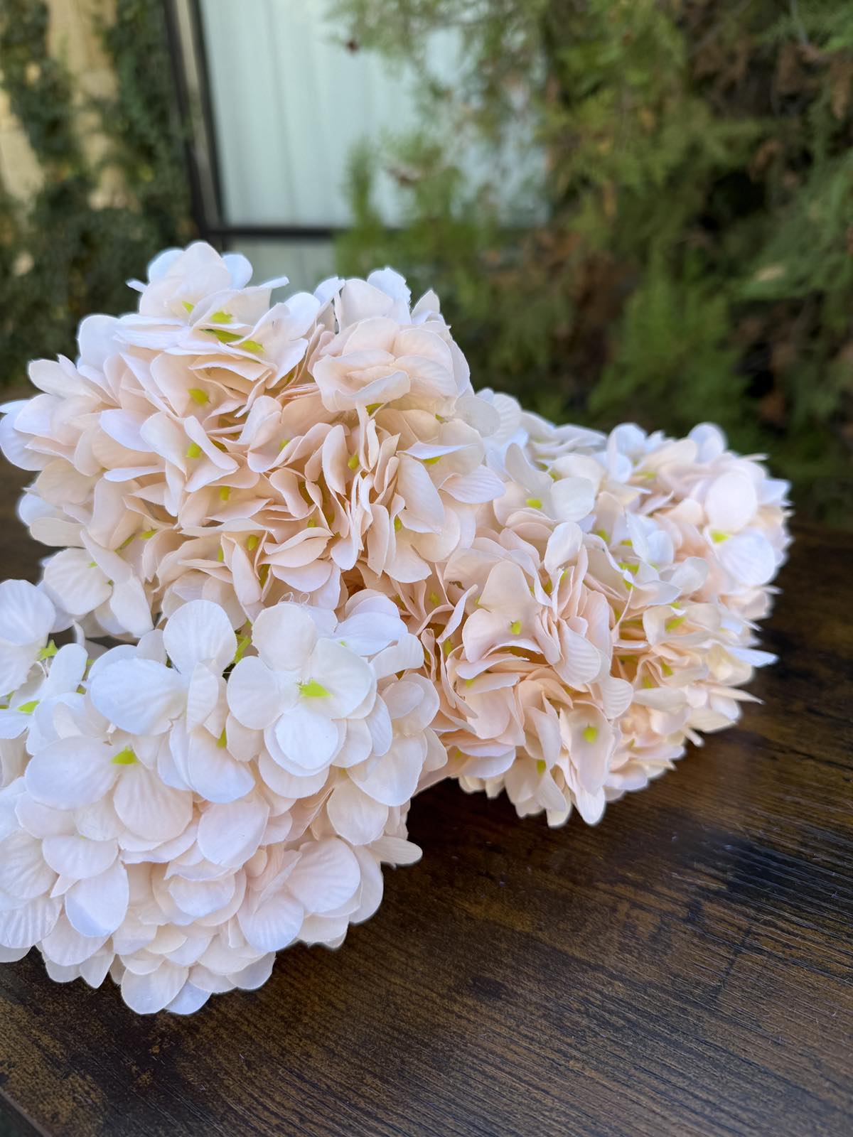 Хортензия лате