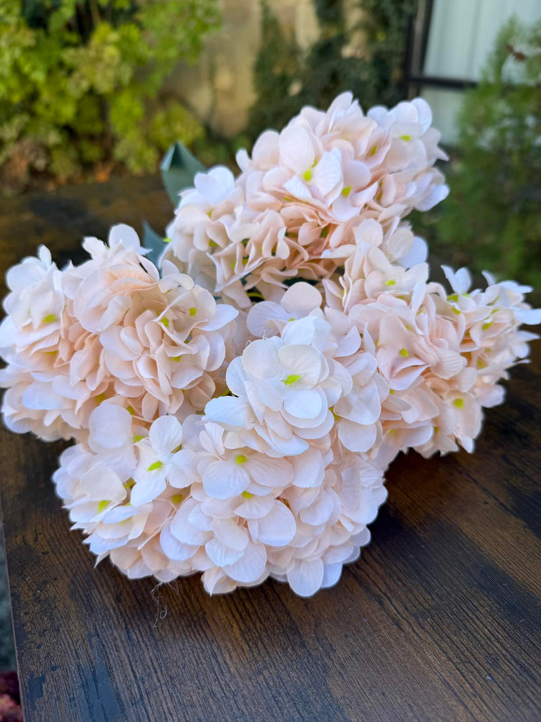 Хортензия лате