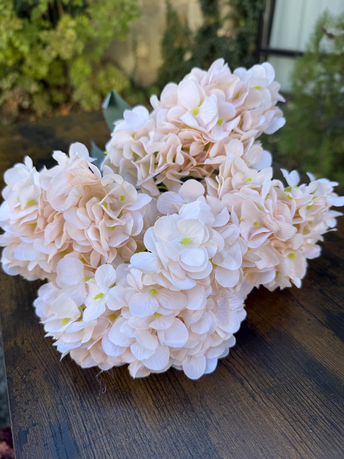 Хортензия лате