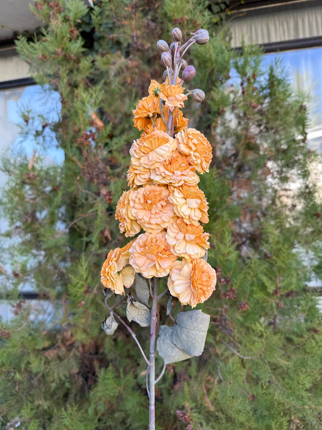 Клонка хризантема цвят