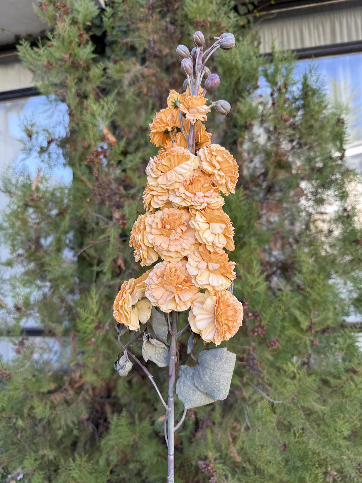 Клонка хризантема цвят