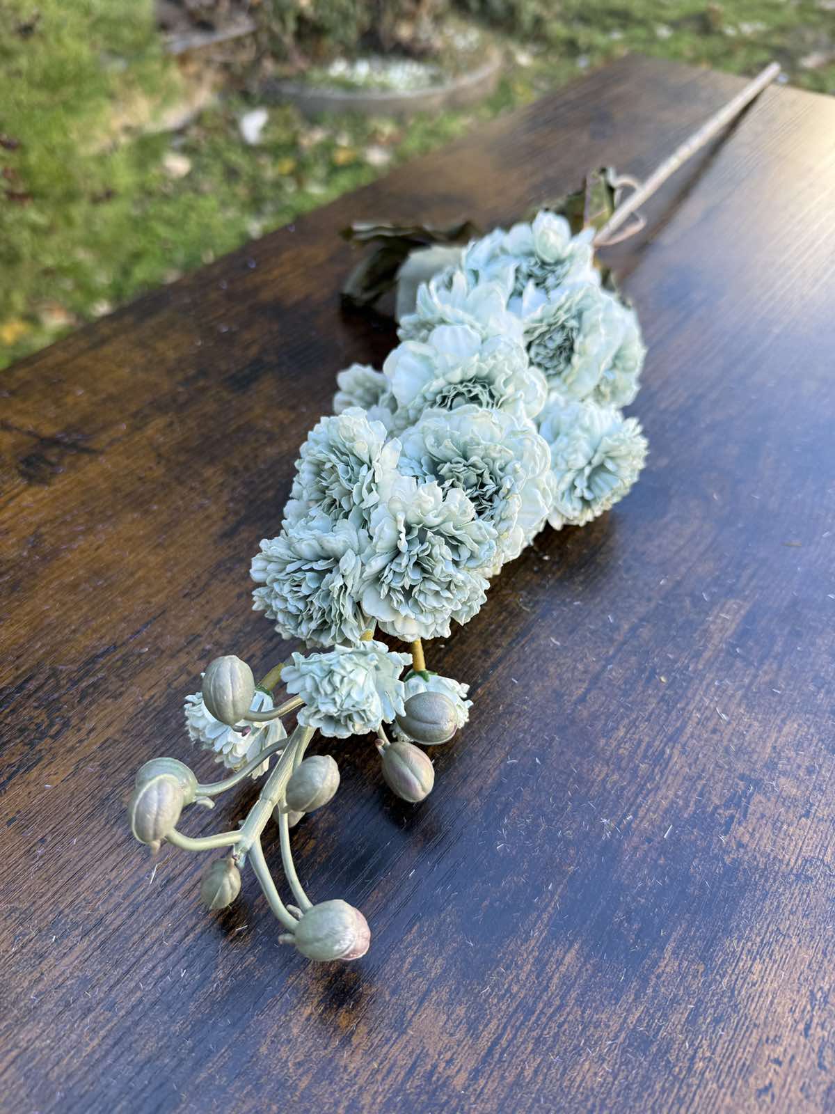 Клонка хризантема цвят