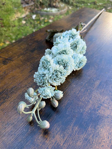 Клонка хризантема цвят