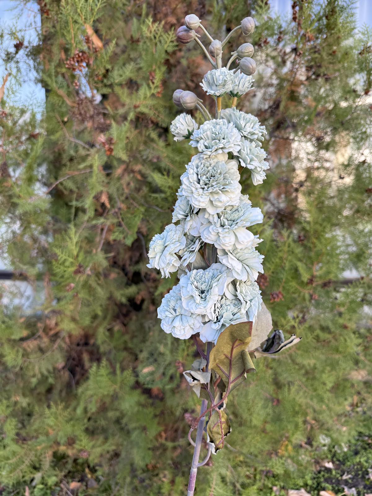 Клонка хризантема цвят