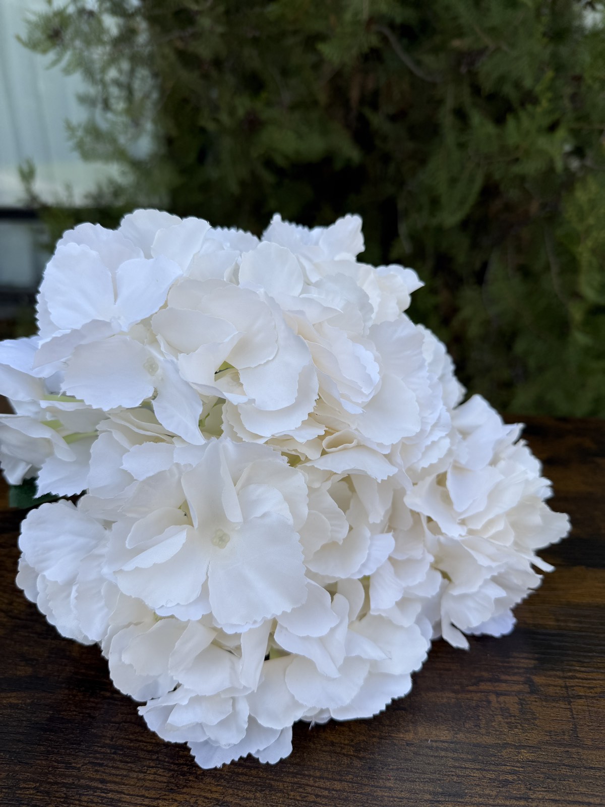 Едра хортензия пудра