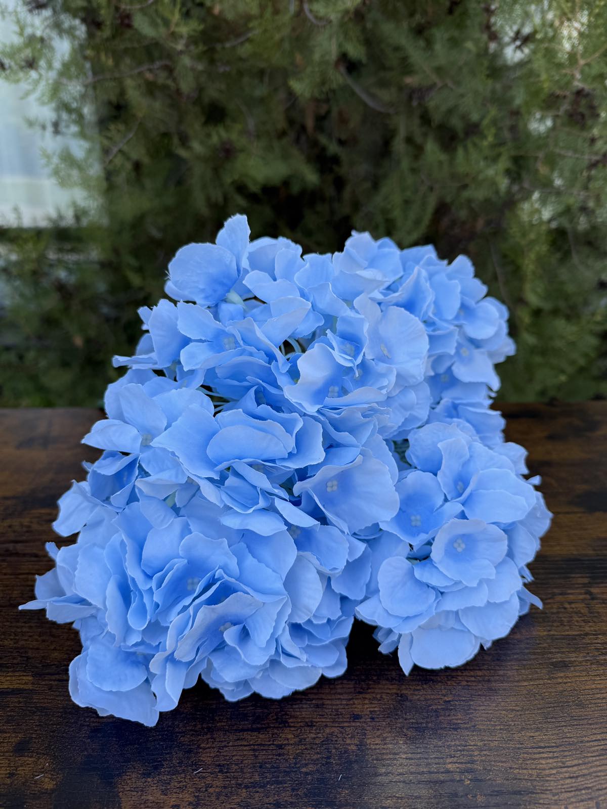 Едра хортензия св.синя