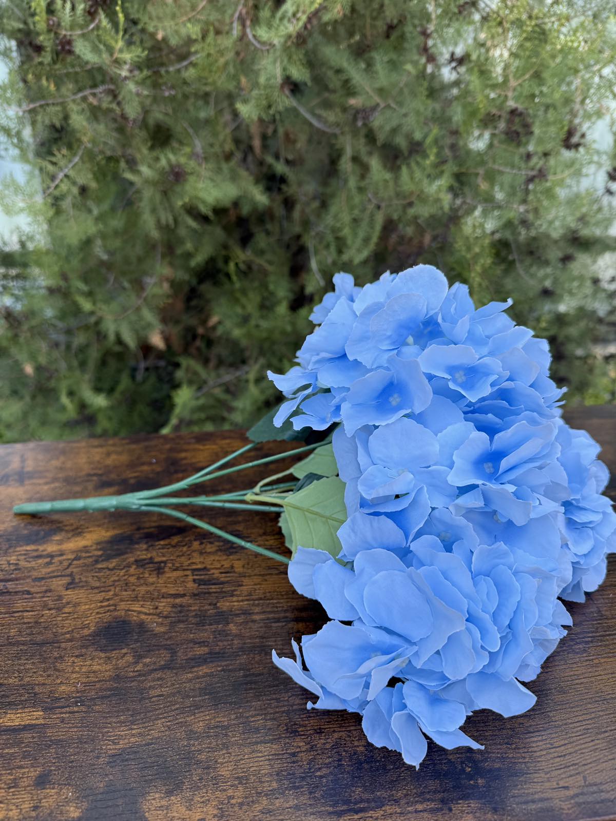 Едра хортензия св.синя