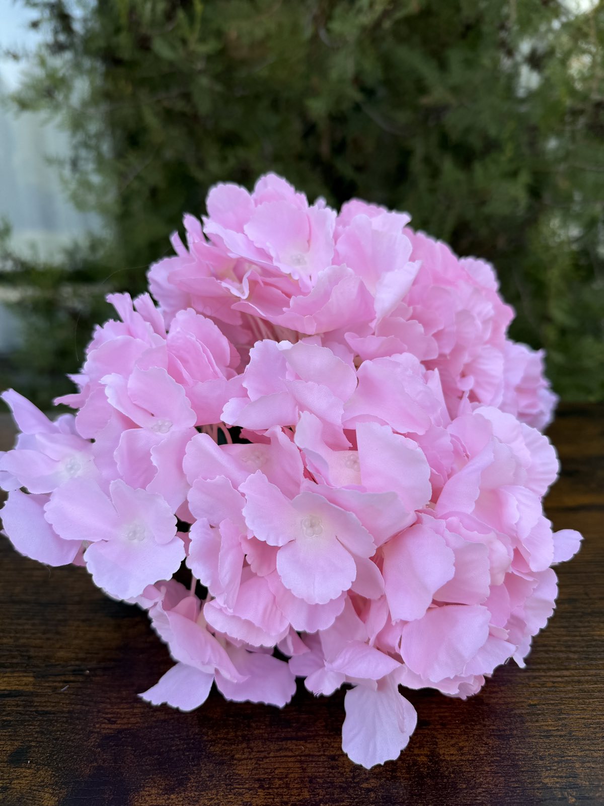 Едра розова хортензия