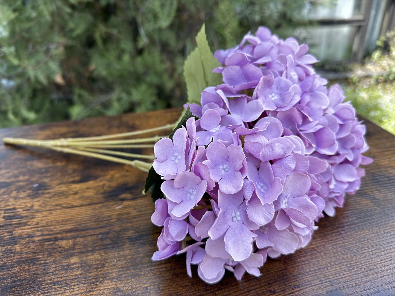 Хортензия меланж люляк