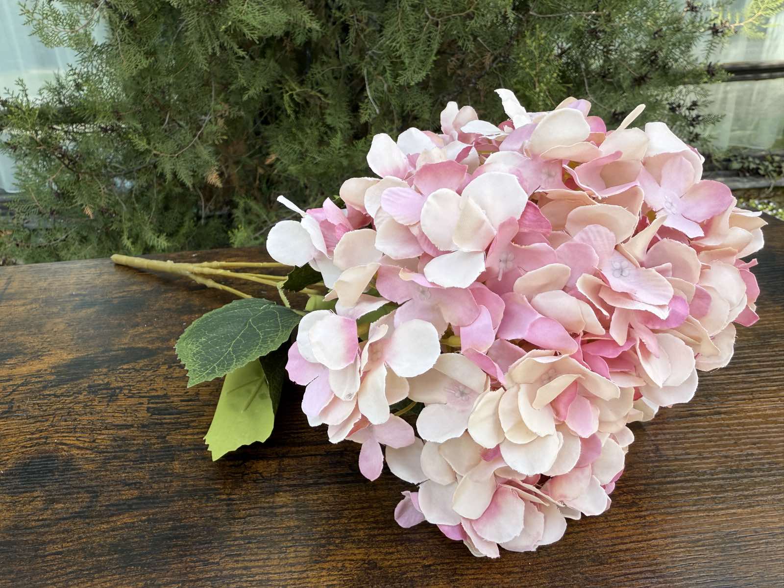 Хортензия меланж розово