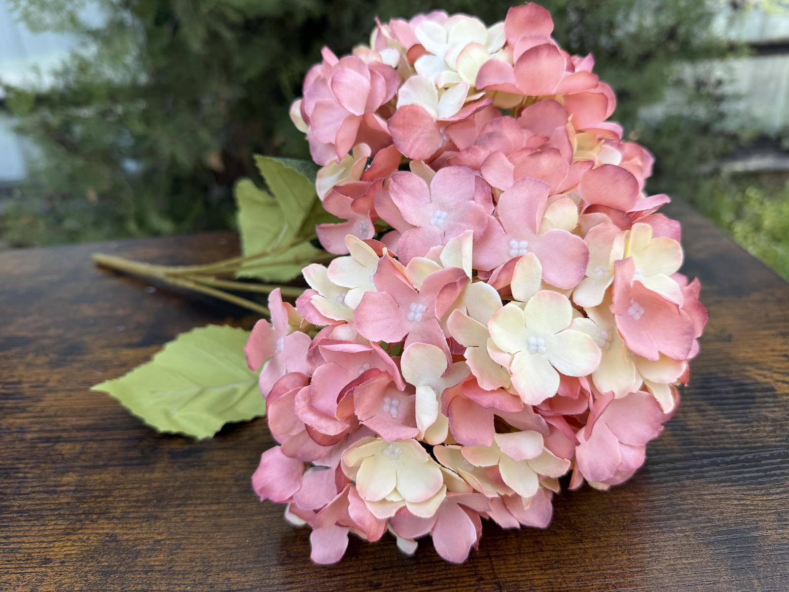 Хортензия меланж праскова