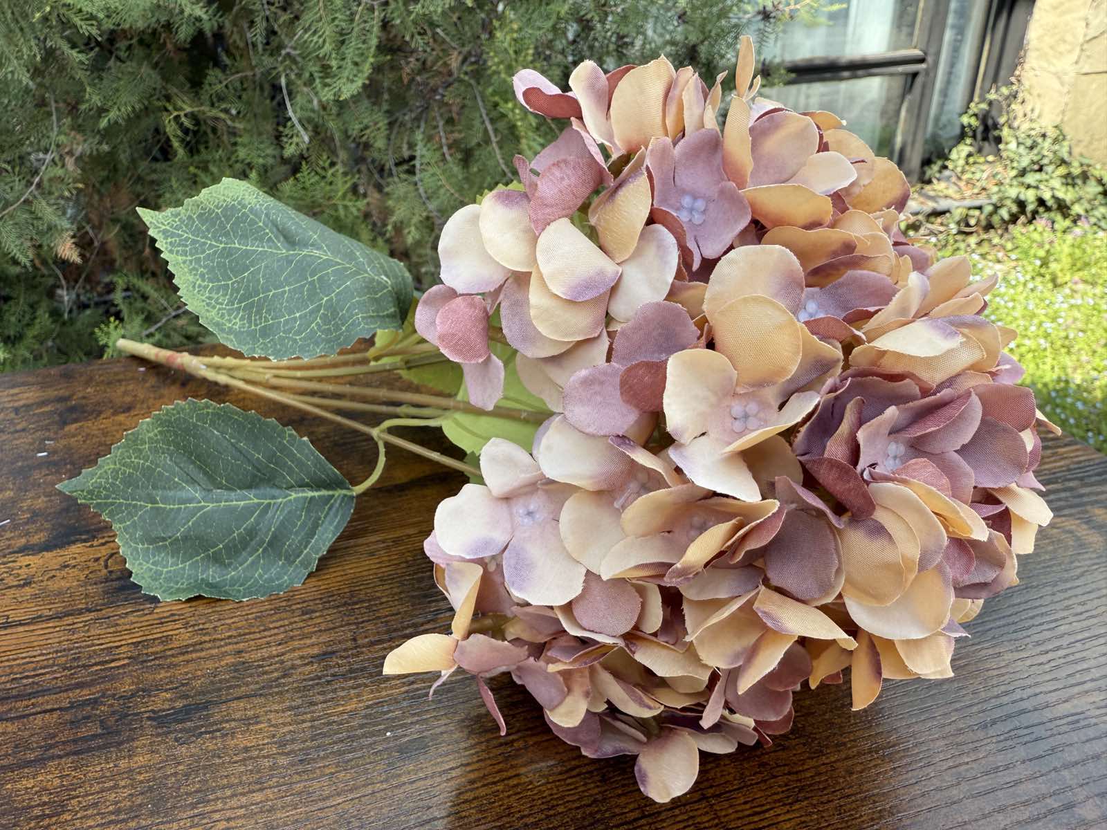 Хортензия меланж капучино