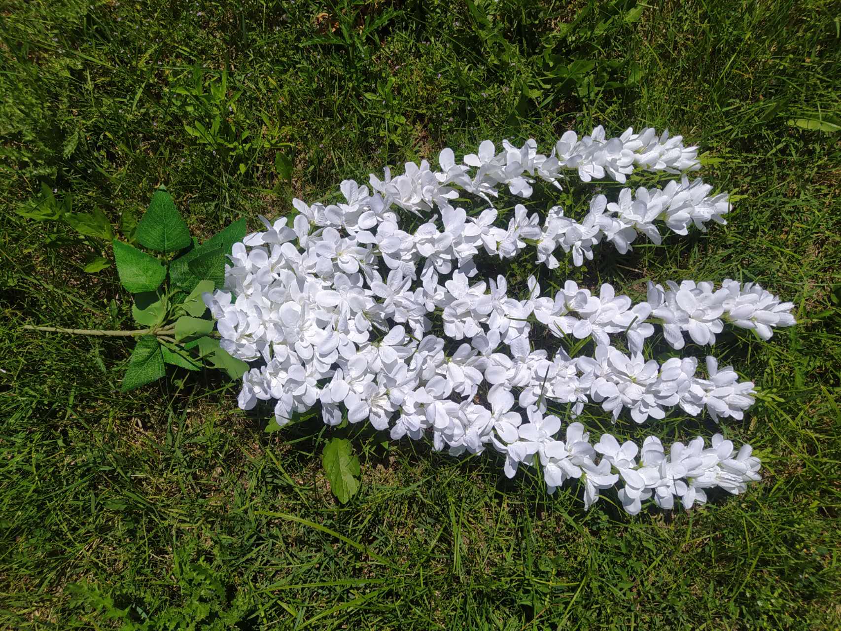 Акация цвят 60 см