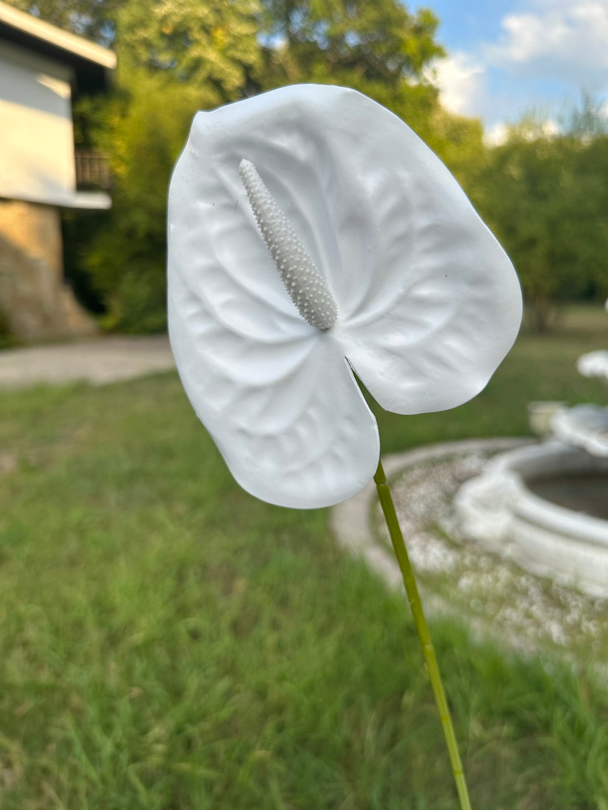 Декоративен антуриум