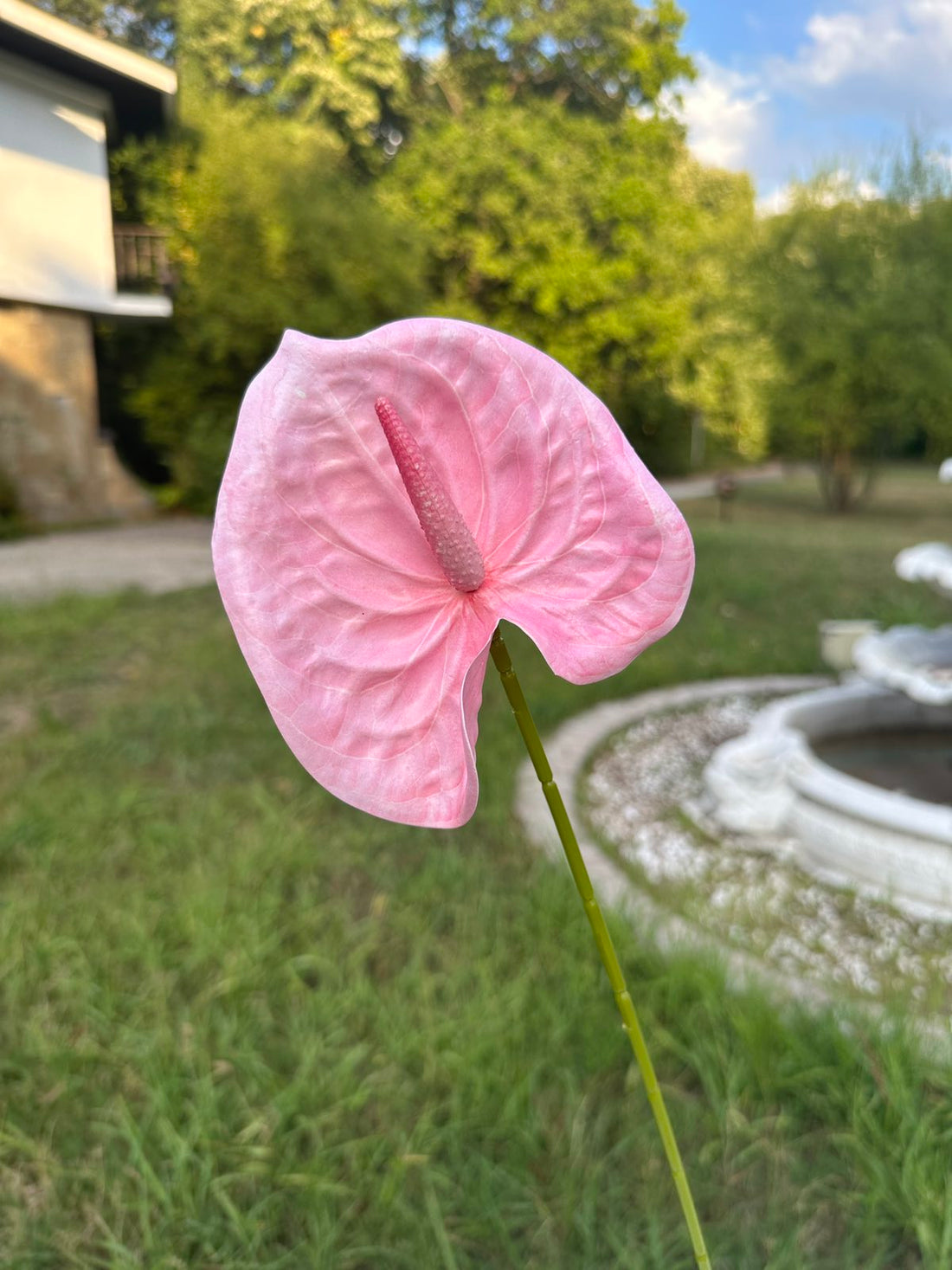 Декоративен антуриум