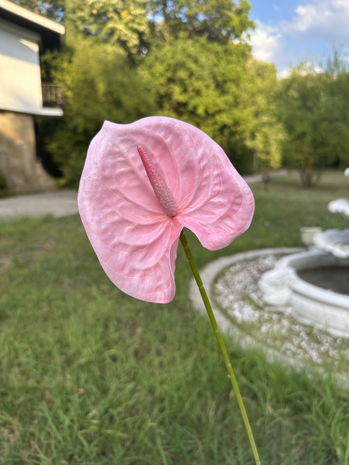 Декоративен антуриум