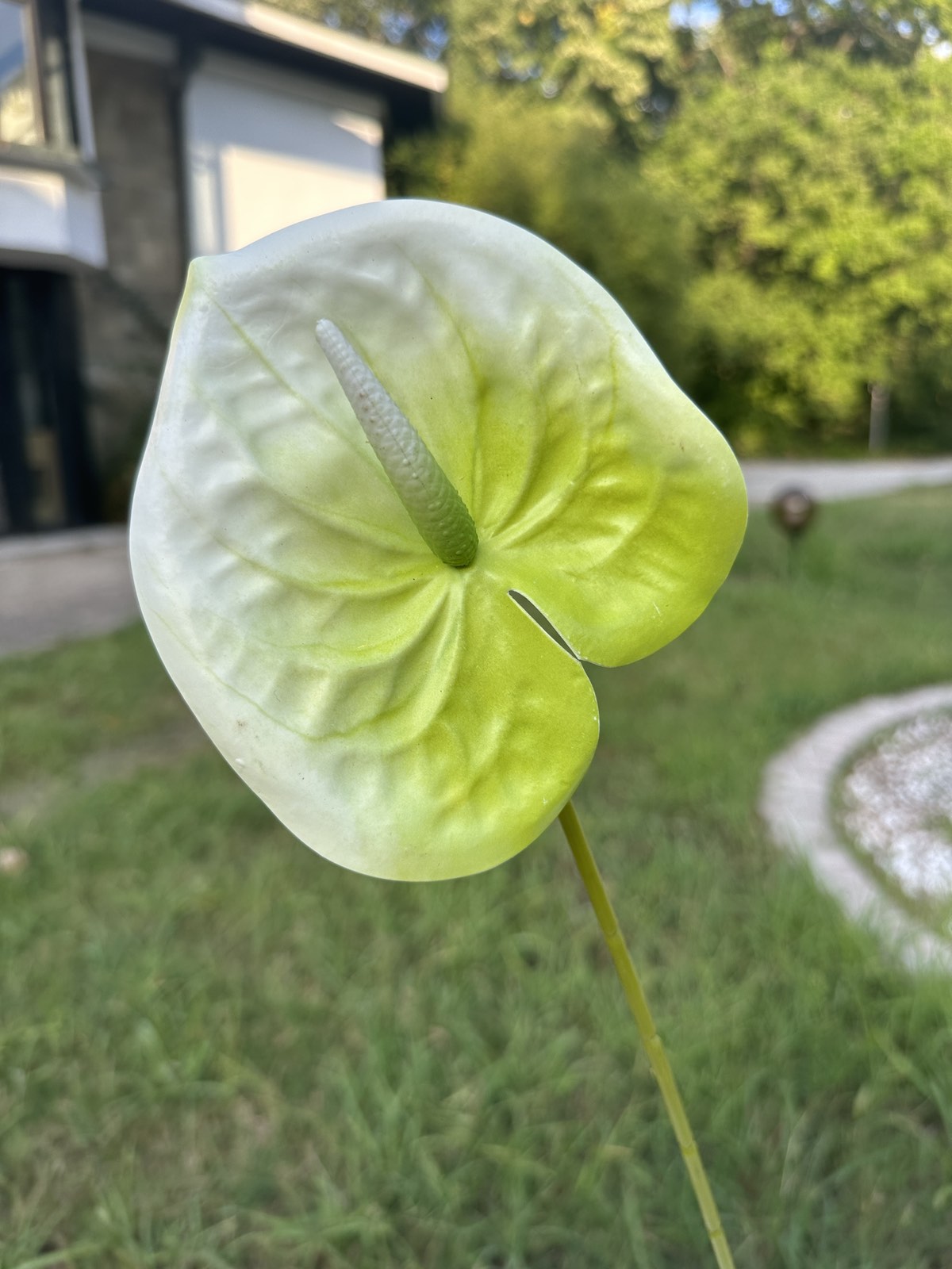 Декоративен антуриум