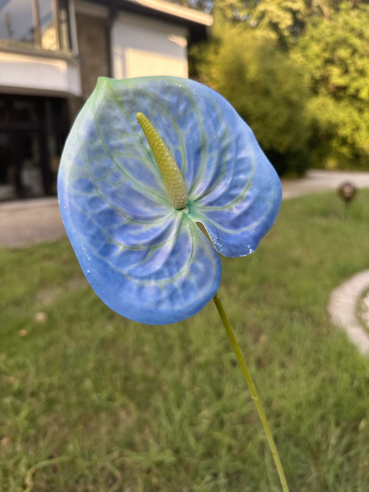 Декоративен антуриум