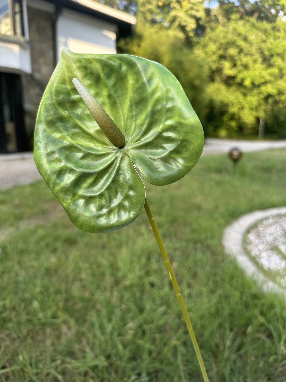 Декоративен антуриум