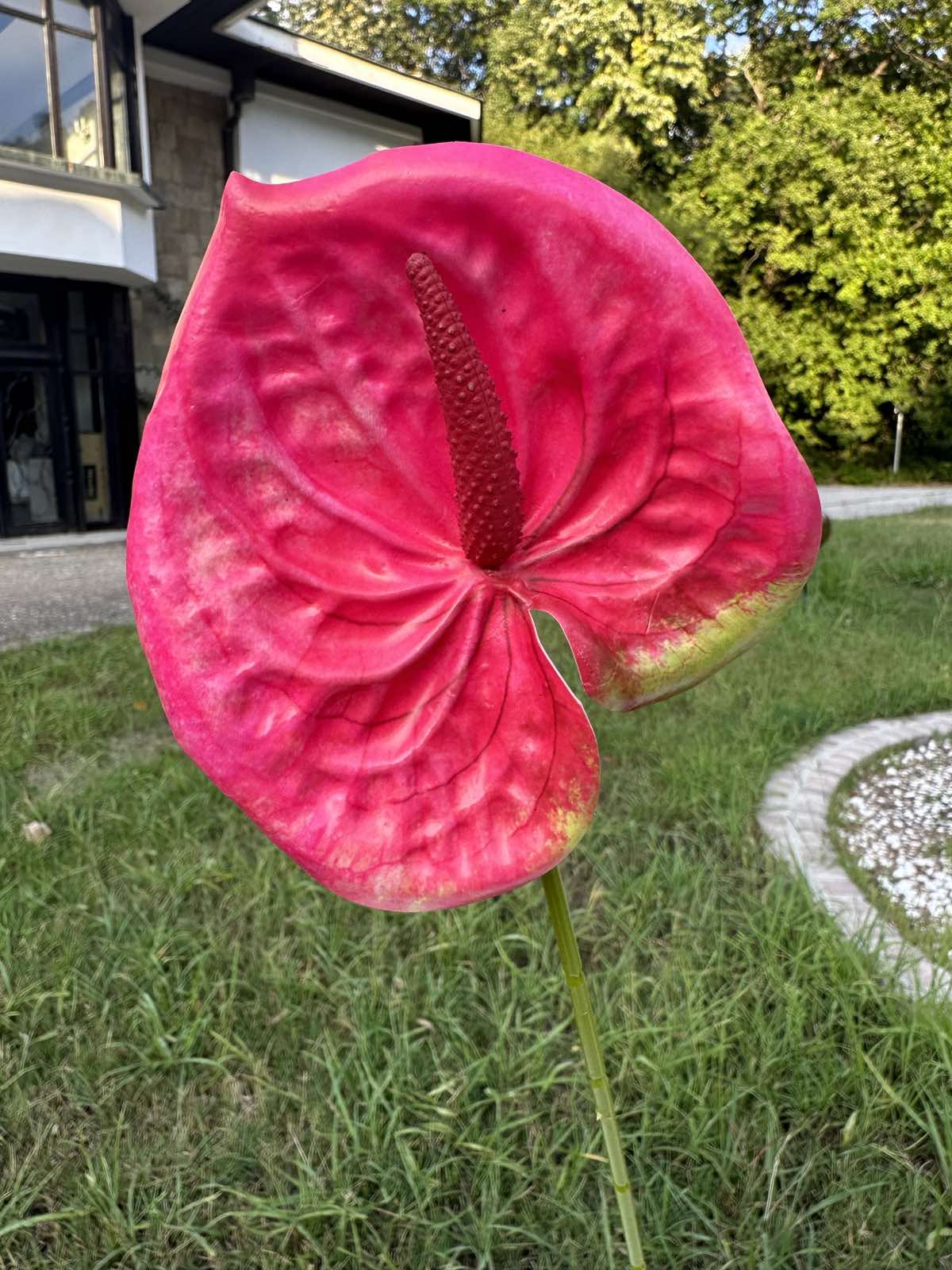 Декоративен антуриум