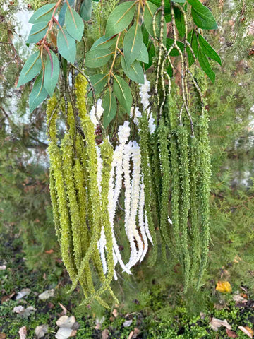 Висяща зеленина 2