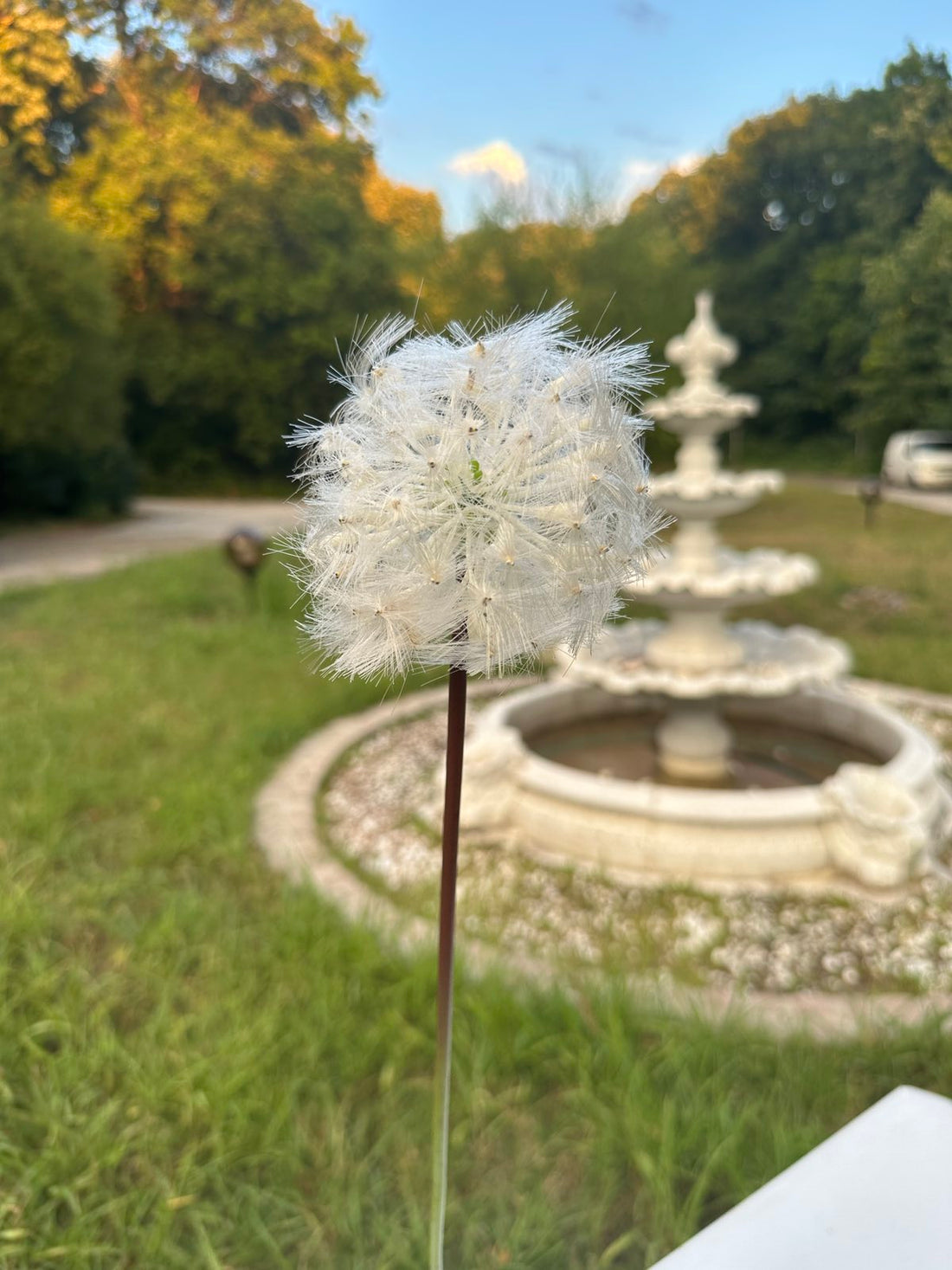 Декоративно глухарче