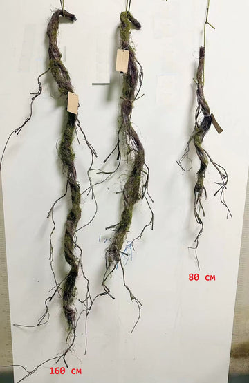 Клон с мъх 0.80 м