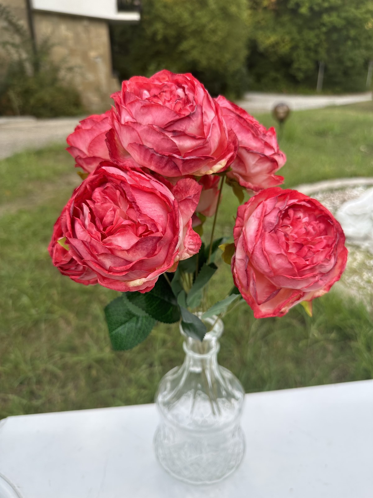 Градинска роза 2