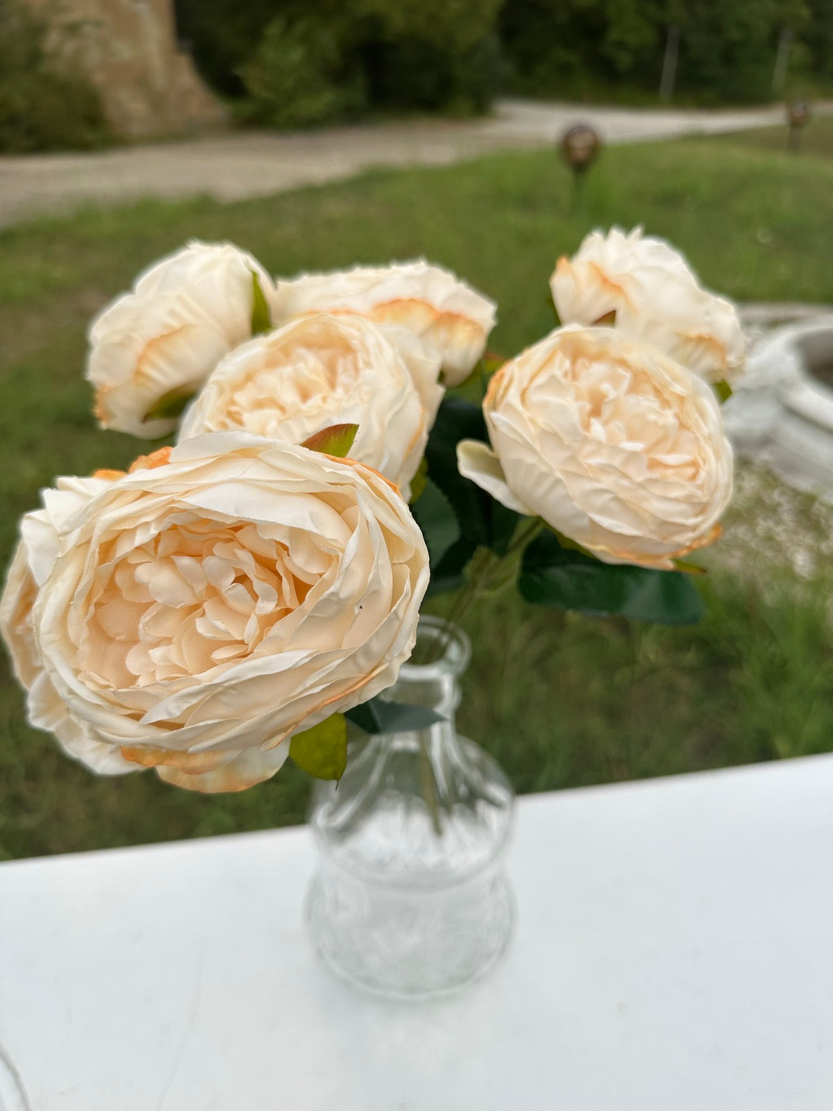 Градинска роза 2