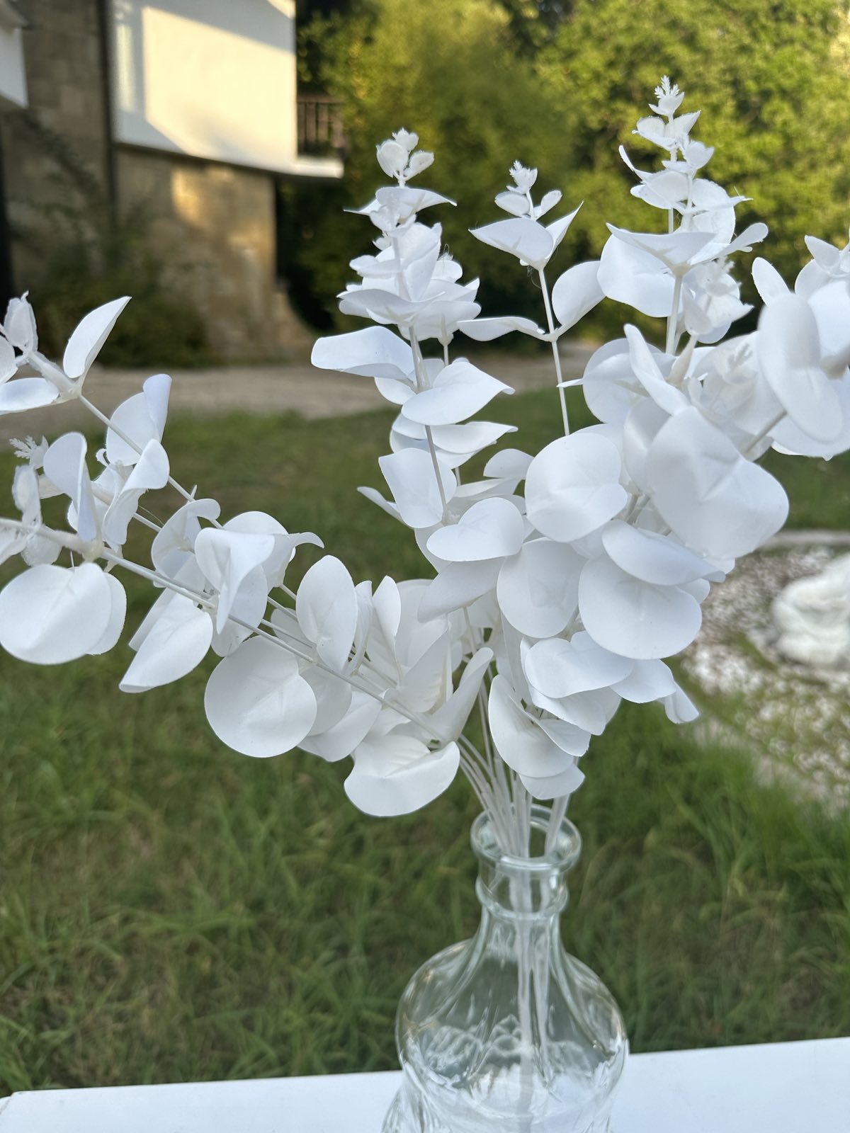 Евкалипт стрък бял