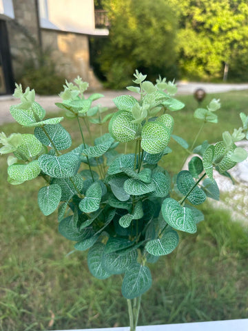 Зелен евкалипт стрък