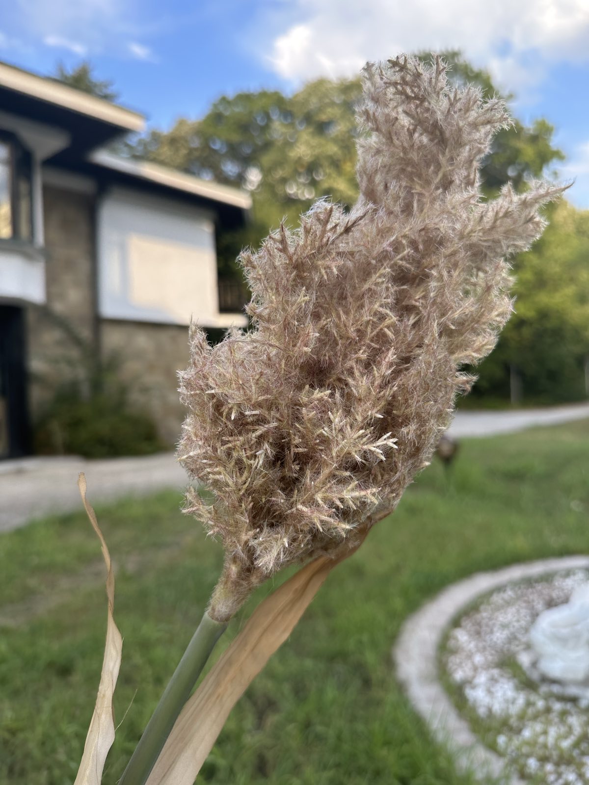 Зеленина лисича опашка