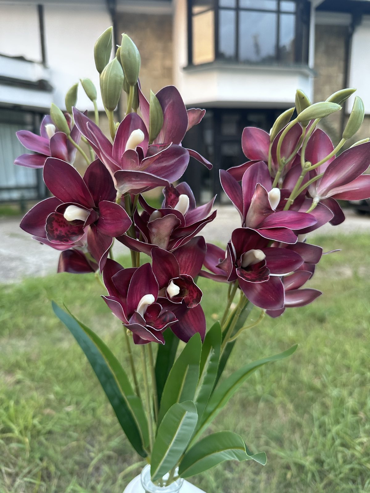 Орхидея китка