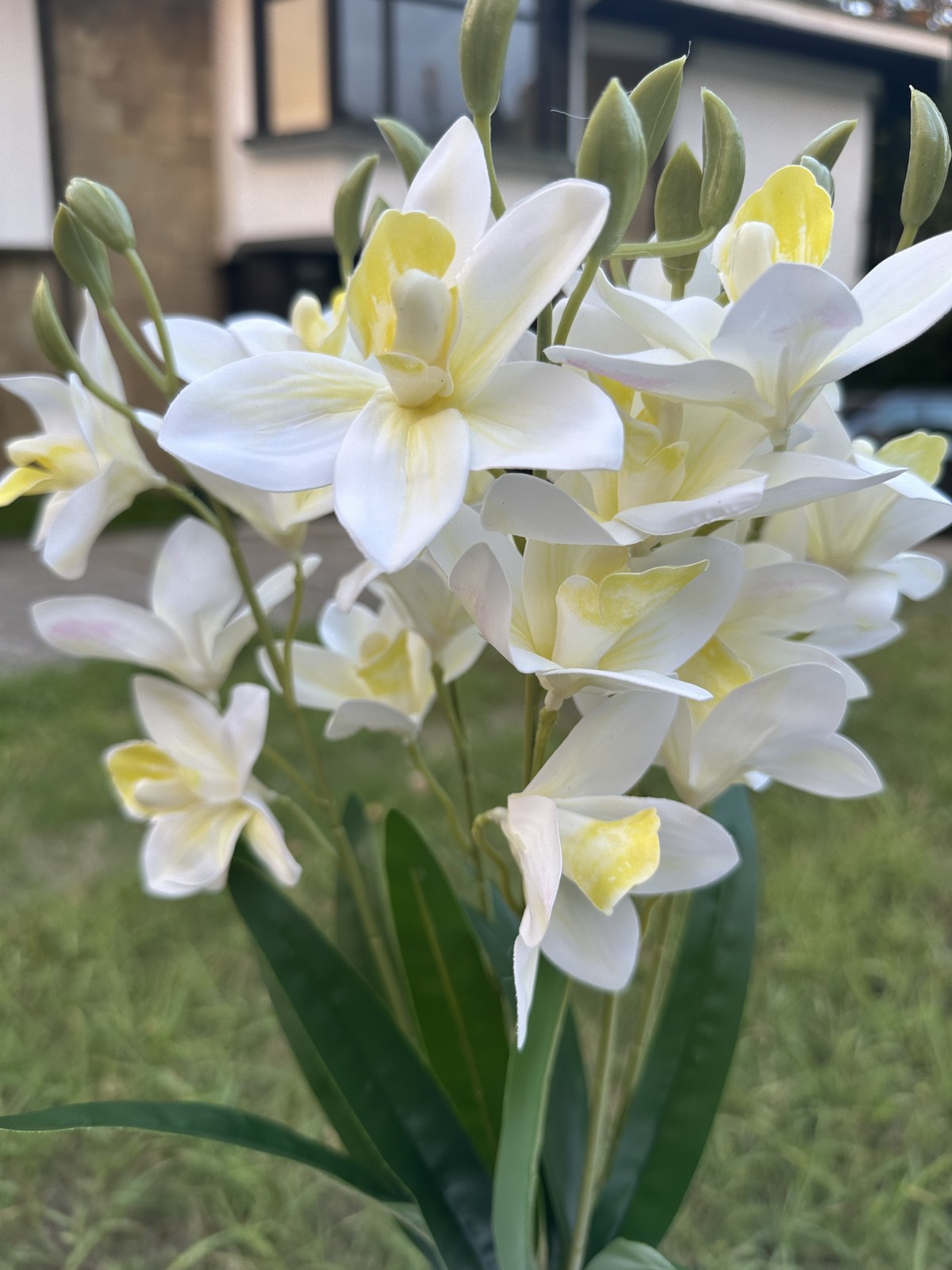 Орхидея китка