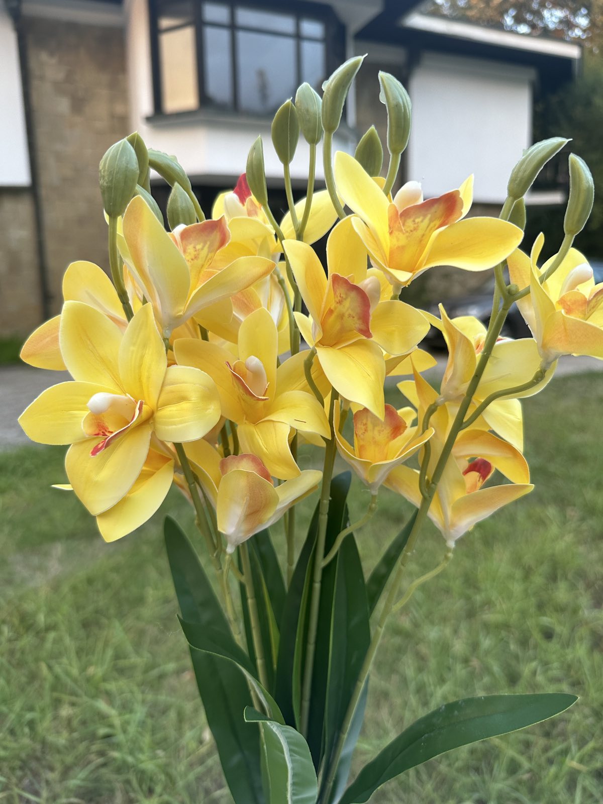 Орхидея китка