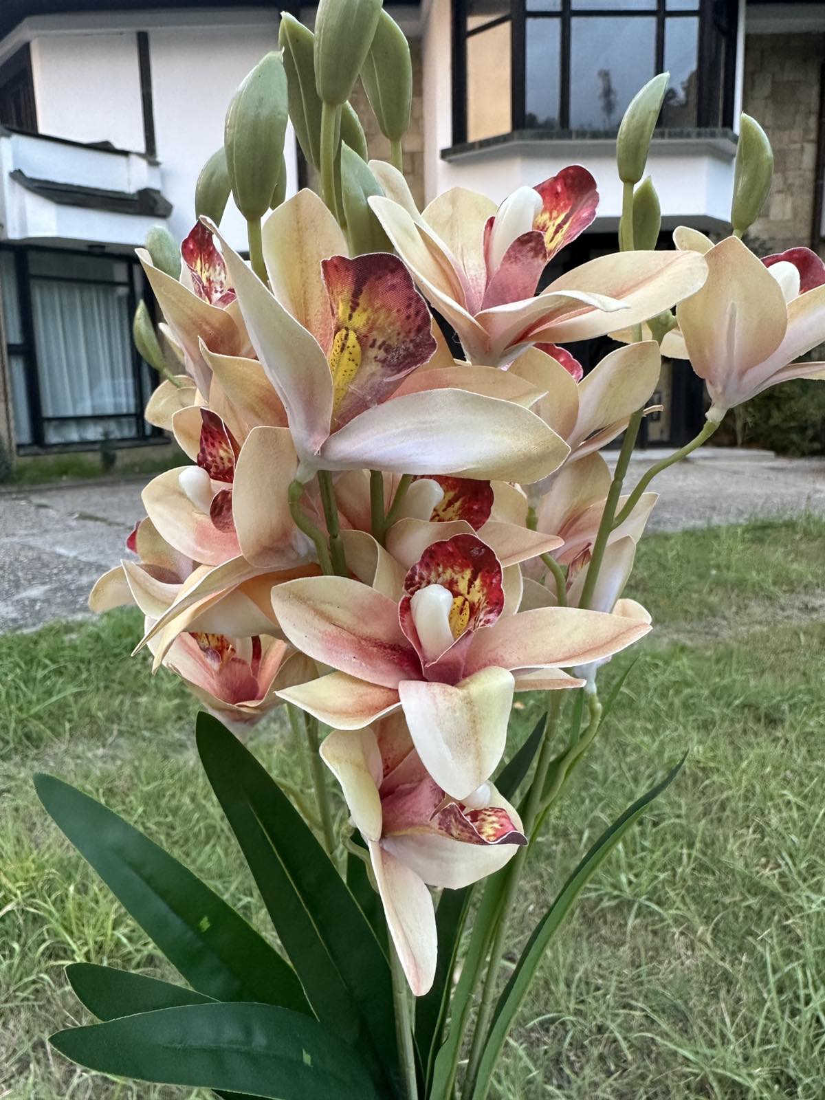 Орхидея китка