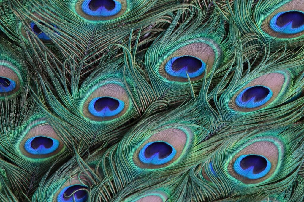 Паунови пера 40-50 см