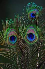 Паунови пера 70-80 см